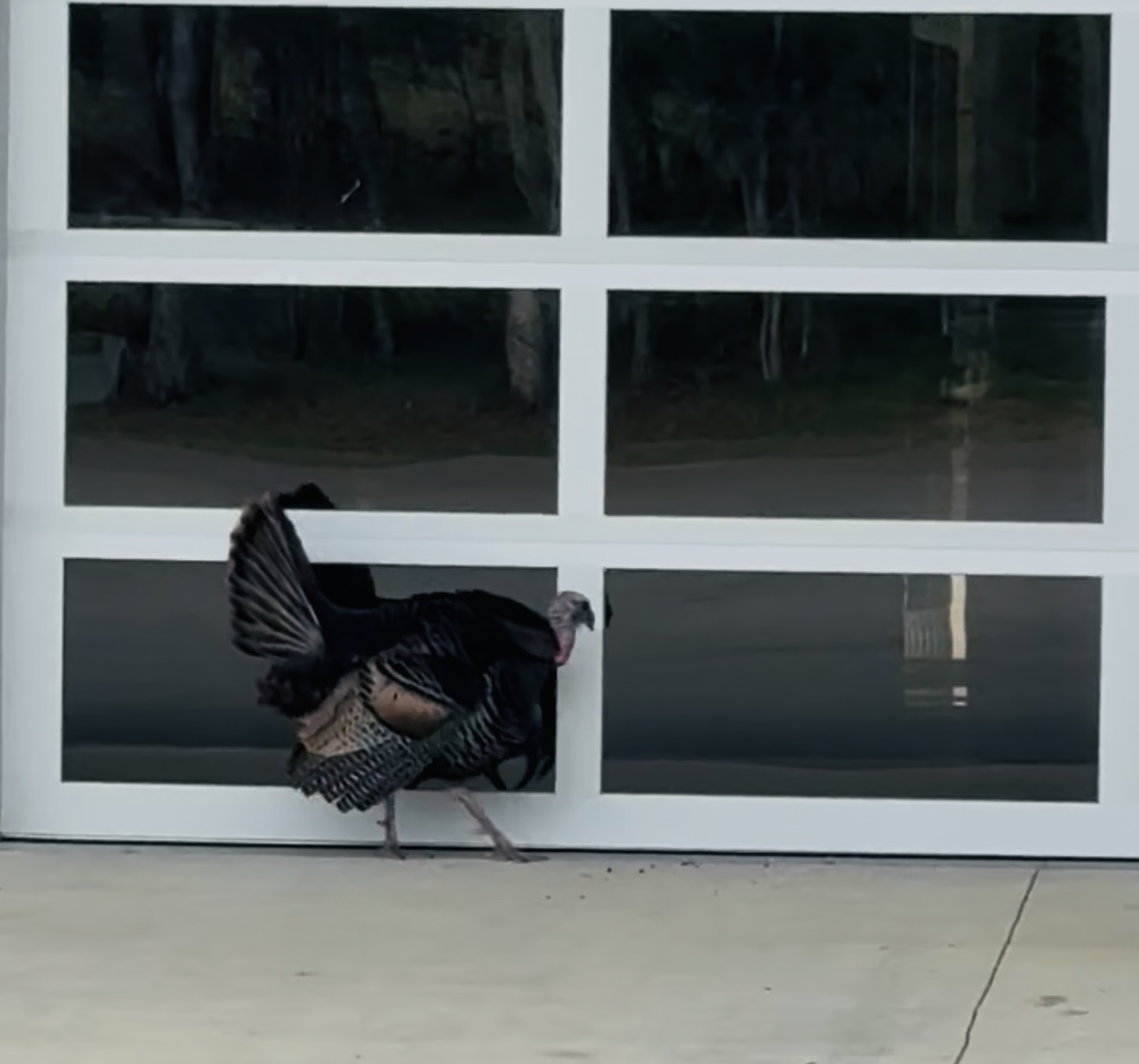 turkey-at-odies-facility turkey-at-Odies-facility